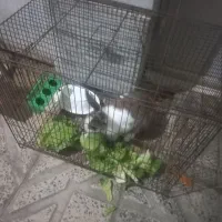 خرگوش بدون قفس