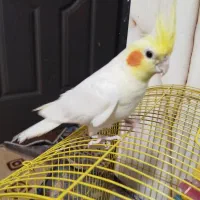 عروس هلندی نر ۸ ماهه