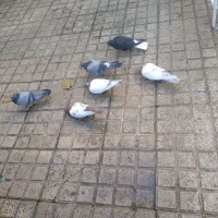 کبوتر پرشی یه جفت سبز