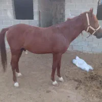 یک عدد اسب نریان دوساله برای فروش داریم
