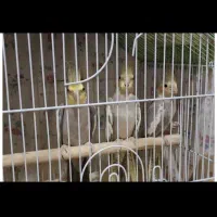 جفت عروس با جوجه ۴ماهه