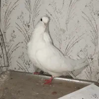 کبوتر زیر قیمت میدم|پرنده|ملکان, |دیوار