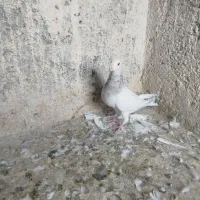 سرور نر خوشگل|پرنده|تربت جام, مسکن مهر|دیوار