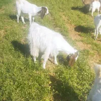 بز و بزغاله پاکستانی|حیوانات مزرعه|امیرآباد, |دیوار