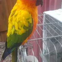 طوطی خورشیدی|پرنده|قائم‌شهر, |دیوار