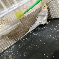 جوجه عروس هلندی|پرنده|مشهد, شهید قربانی|دیوار