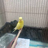 مرغ عشق هلندی چشم قرمز|پرنده|برازجان, |دیوار