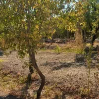 فروش یک قطعه باغ در اسلامیه|فروش خانه و ویلا|اسلامیه, |دیوار