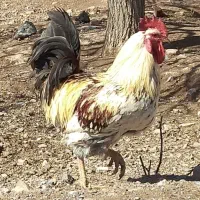 مرغ تخمی و خروس|حیوانات مزرعه|چترود, |دیوار