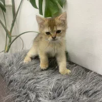 بریتیش گلد شورت هیر|گربه|بوشهر, |دیوار