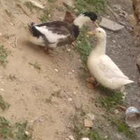 اردک|حیوانات مزرعه|امیدیه, |دیوار