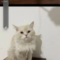 گربه اسکاتیش بریتیش وپرشین اگزاتیک