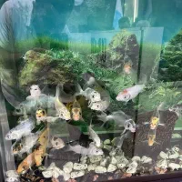 ماهی کوی آکواریوم