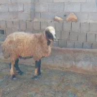 فروش میش