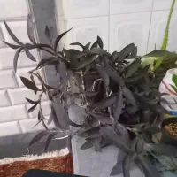 گلهای طبیعی