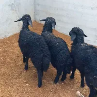 ماده بره قره قزل موفر|حیوانات مزرعه|شاهرود, |دیوار