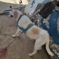 سگ ماده درشت