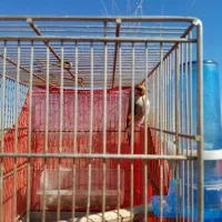 سهره کرمانی