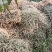 یونجه
