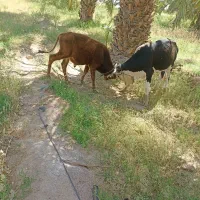 گاونر