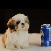 هاوانیز،پودل|سگ|تهران, آسمان|دیوار