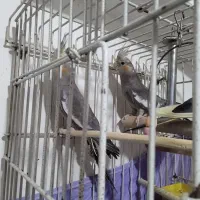 پرنده عروس ۵ماهه