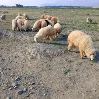 ۲۰عدد بره شیر نر درجه ۱