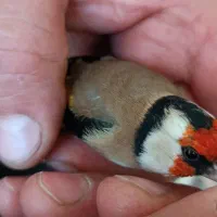 سهره غریب یکماه قفس|پرنده|سنندج, |دیوار