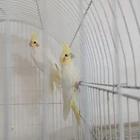 جوجه عروس هلندی سرلاکی و دونخور|پرنده|شیراز, شاپورجان|دیوار