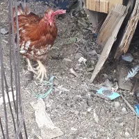 ۲عددخورس|حیوانات مزرعه|اصفهان, شهرک صنعتی امیرکبیر (شاپور جدید)|دیوار