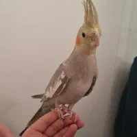 عروس هلندی|پرنده|تهران, والفجر (افسریه)|دیوار