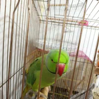 پرنده|پرنده|رودهن, |دیوار