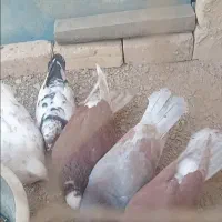 کفتر|پرنده|گلپایگان, |دیوار