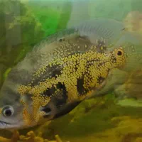 ماهی اسکار درشت