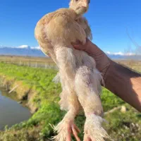 جوجه امپراتور مرندی ۲ ماهه درشت