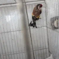 سهره جوجه امسال