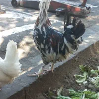 خروس لهستانی