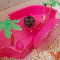 فروش همستر و جزیره