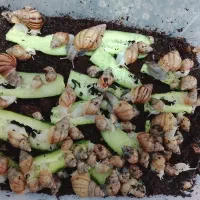 فروش حلزون اچاتینا برای پرورش|خزنده|مهاباد (آذربایجان غربی), |دیوار