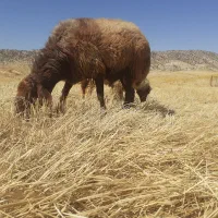 گنم یا جو سینم