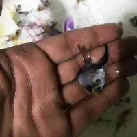 انجل|ماهی|تهران, شهرک ولیعصر شمالی|دیوار