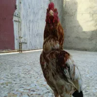 خروس اصیل