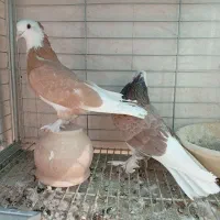 شازده هما|پرنده|اردکان, |دیوار