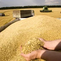 برداشت۲برابری گندم با بذرمال ضدقارچ+تقویتی