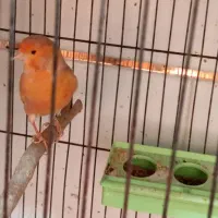 چند تا قناری نر مست|پرنده|برازجان, |دیوار