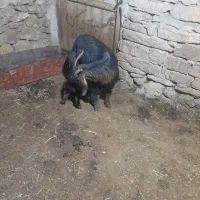 یک عدد بوز خانگی با ۲ بزغاله یکی نر یکی ماده