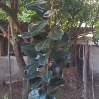 گل فیکوس ۸ ساله