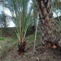 فورگ|گل و گیاه طبیعی|فورگ, |دیوار