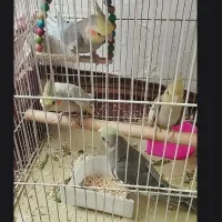 عروس هلندی|پرنده|مشهد, محمدآباد|دیوار