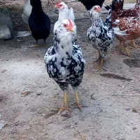 مرغ خروس|حیوانات مزرعه|کردکوی, |دیوار